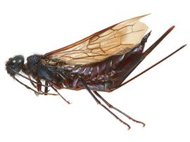   Sirex xerophilus  female lateral habitus; photo by H. Goulet, CNC 
